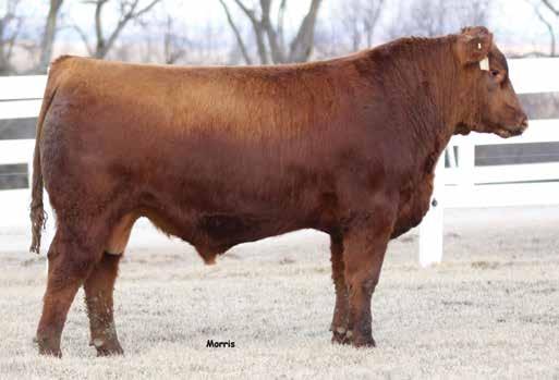 5L RUBY DESIGN 72-673 RED PATRIOT 519 MS FORSTER PRESIDIO 74 711 157 51 2-0.4 55 90 18 16 8 0.49 0.03 24 0.38 OFFERED BY: TWIN WILLOW FARMS Adj. YW: 1,315 lbs. ; UIMF: 4.