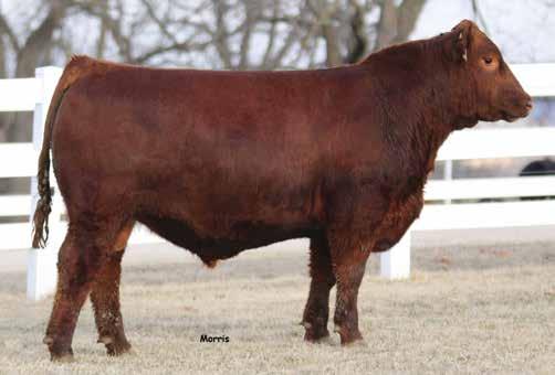 RED SS SOLDIER 365W \ Sire of Lots 6 & 7 LOT 6 LOT 7 6 TW GAMBIT 653D RED SVR KNIGHT 236T RED SSS SOLDIER 365W RED SSS BELLE 342S RED BRYLOR PUNCH 33T WSF AMIA 0439R 21X PELTONS MISS KAY 0439R CAT: A