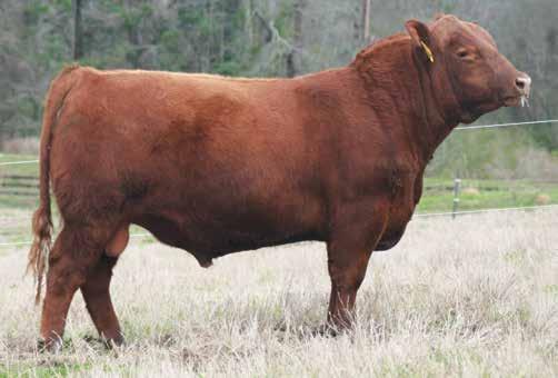GOLD DESIGN 84U RED SIX MILE SAKIC 832S RED SIX MILE LANA 733L 54 616 121 50 1 1.4 66 99 10 11 8 0.44 0.10 31-0.28 OFFERED BY: T5 CATTLE COMPANY Adj. YW: 958 lbs.