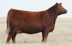 His dam, ORT Charlotte 3003, is a maternal super star showing fertility, exceptional udder design and fleshing ability. Premium Red Baldy qualified.