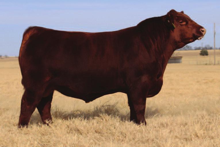 Rhodes 4062B T Jack 6124 Lot 41 RHODES 4062B T Jack 6124 is a valuable breeding piece that would compliment any program as he combines pedigree, maternal merit, and performance with an eye-catching