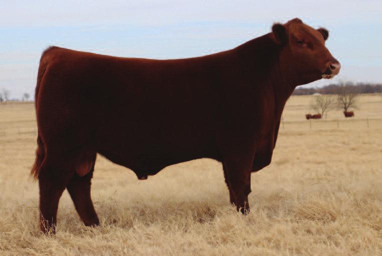 He s as impressive of an individual as you could write or talk about. His first calves have hit the ground and have tremendous extension, depth of body, dimension and thickness.