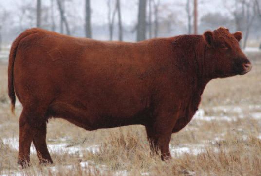 net If you missed your chance to purchase Rollin Deep semen at last year s Mile High Classic, do not miss out on this opportunity to purchase these frozen embryos.