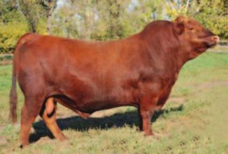 HXC Declaration 5504C Sire of Lot 45 Embryos A B 46 Embryos Master EMBRYO PACKAGE Choice of Sires: A. RED LAZY MC EYE SPY 64Y (#1451722) B.