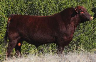 This makes Jolene S618 the Maternal Sister to HXC Jackhammer 8800U, Lazy MC Venom 34Z and Lazy MC RamblinMan 305B just to name a few. Jolene S618 is a proven producer.