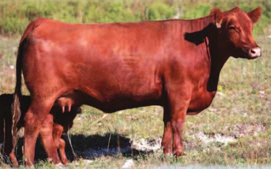 A female with great genetics from the RA Brown ranch and one of the best RED CROWFOOT OLE'S OSCAR daughters we have seen. She has continually produced some highly sought after offspring.