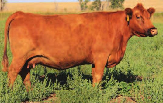Lot 48A-D Selling Choice of Embryo Matings Consigned by: P&P Ranch / Fred Pearson / Idaho Falls, ID / 208-821-2706 / pandpranch@gmail.com Selling choice of four (4) embryo lots.