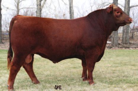 chasefurstenau@gmail.com Selling two (2) packages of five (5) straws. Top Jeans is a young, powerful and athletic bull that we purchased in May 2017 just in time for the breeding season.