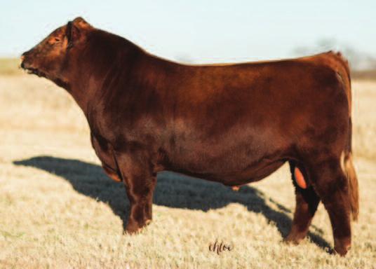 603 SAR RED BEAUTY 3091 GF Missionary Man 133 Sire of Lot 1 We are retaining the rights to one flush for in herd use. Check out out Bar E Ranch Facebook page for video. 75 48 5-0.3 58 91 14-2 9 3 8 0.