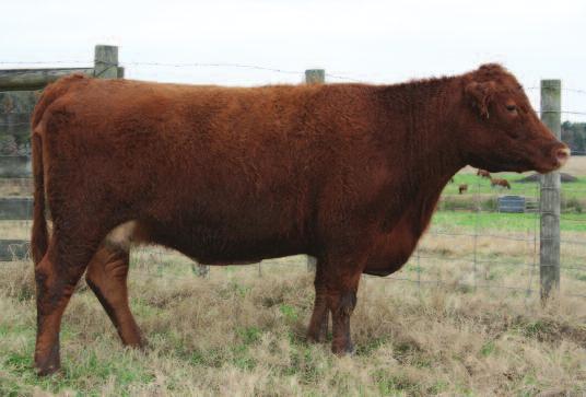 com This female has excellent EPDs, she has 8 traits in the top 13%, with a spread from -5.6 BW to a 106 YW. With a 1.09 MB. All in a moderate frame.