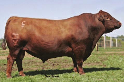 com This super bred female combining Tyson X Redemption and a double shot of Messmer Packer will be a highlight on sale day.