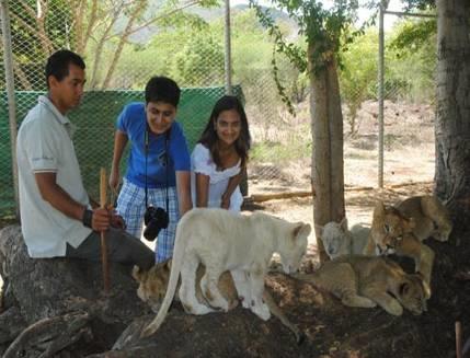 Highlight Activity: Walk with the lions This is a unique opportunity to meet, touch and walk with the lions.