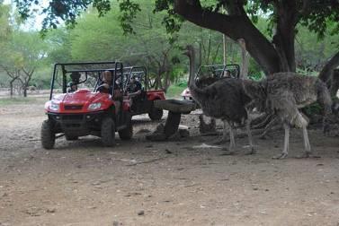 2-seater vehicle, through our African Reserve and come across zebras, ostriches and African antelopes in their natural