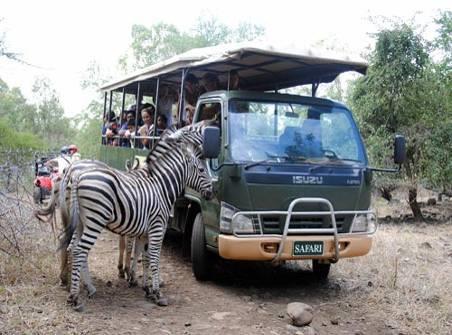 Photo Safari Visit the African corner in a 10 or 30-seater safari vehicle for a 45 minute trip, and see deer, zebras, ostriches, African antelopes and other animals in their natural environment.