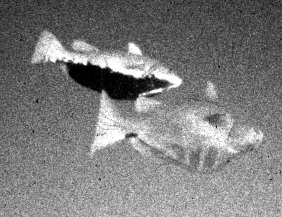 Figure 30. Pair of Nassau groupers, with male (bicolor phase) below, female ( normal phase) above with big belly, engaged in courtship behavior in mid-water, Long Island, Bahamas (PLC). Figure 31.