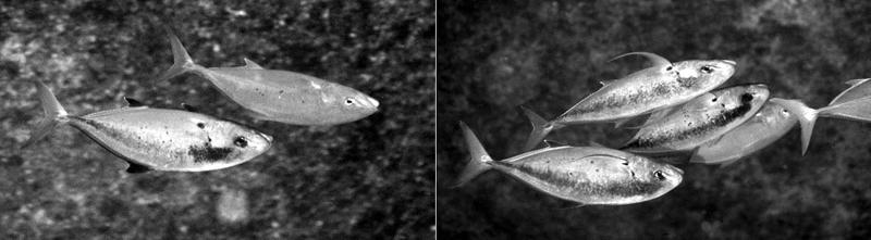 Figure 32. Probable courtship among Carangoides ferdau at Chuuk Atoll, Micronesia. The probable males have dark areas, typical of courting male carangids.