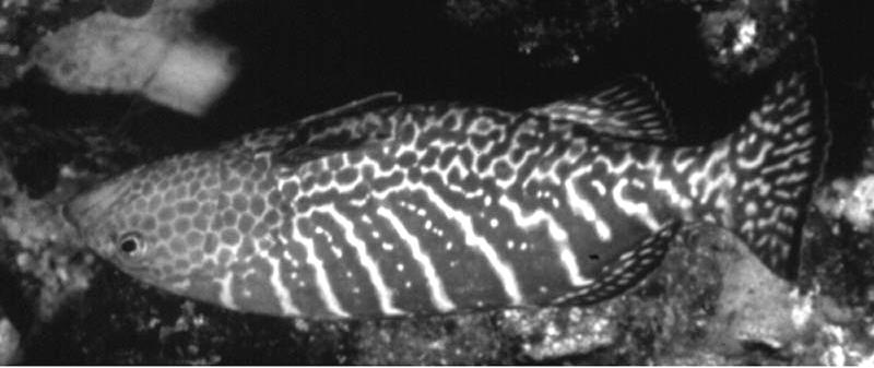 Figure 37. Normal color pattern in the adult tiger grouper, Mycteroperca tigris. Figure 38.