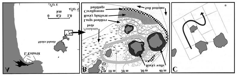Figure 6. Maps of transect routes from Zabala et al. (1997a). A. shows the general area of the study, B. indicates the path swum in general surveys and C.