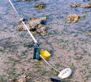 Manual for community (citizen) volunteers Fixed transects site This type of site is recommended for monitoring intertidal seagrass meadows, but can also be used for subtidal meadows using SCUBA.