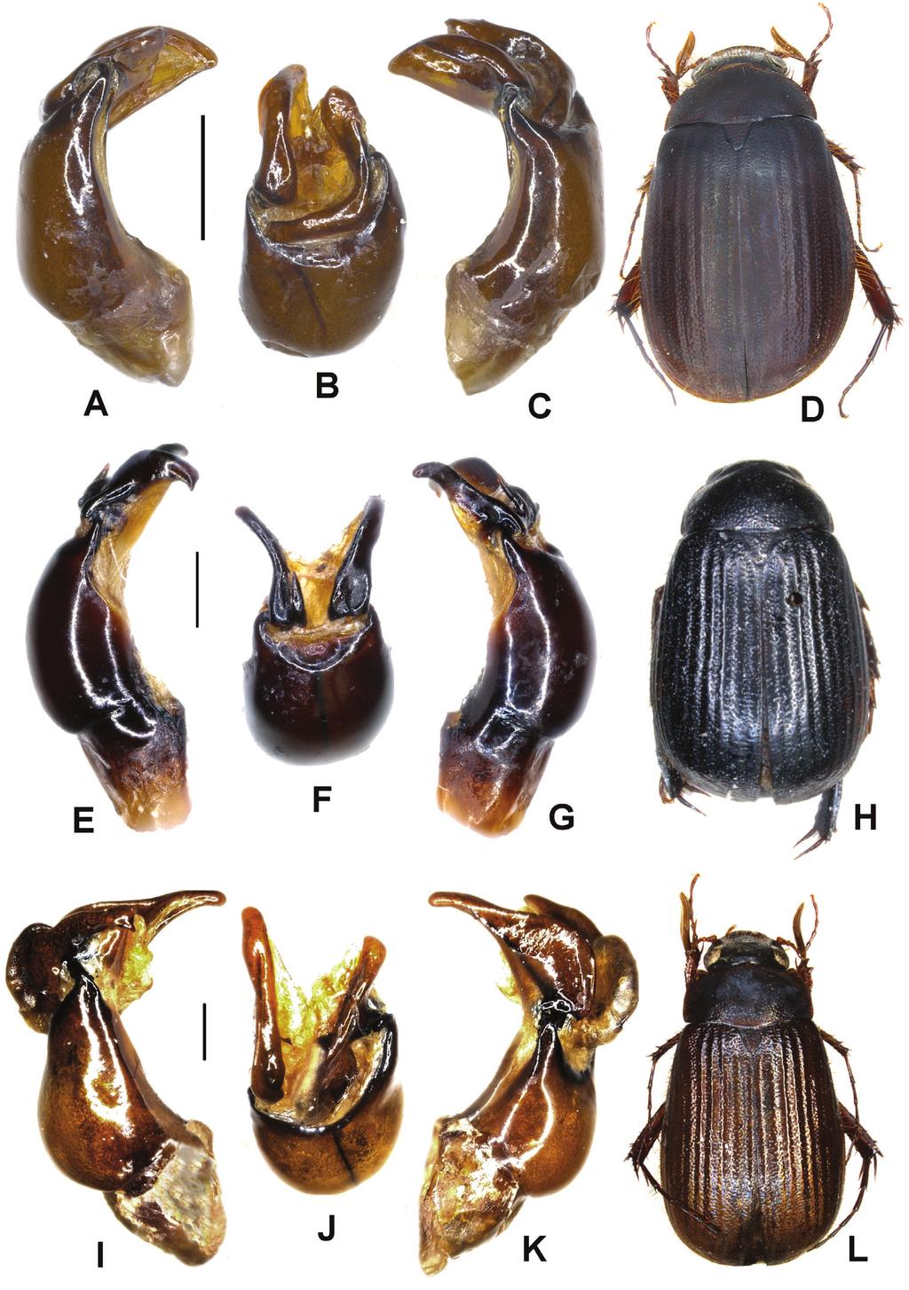 A taxonomic review of the Neoserica (sensu lato) septemlamellata group... 85 Figure 3. A D Neoserica bansongchana Ahrens, Liu & Fabrizi sp. n. (holotype), E H N. septemfoliata Moser (lectotype) I L N.