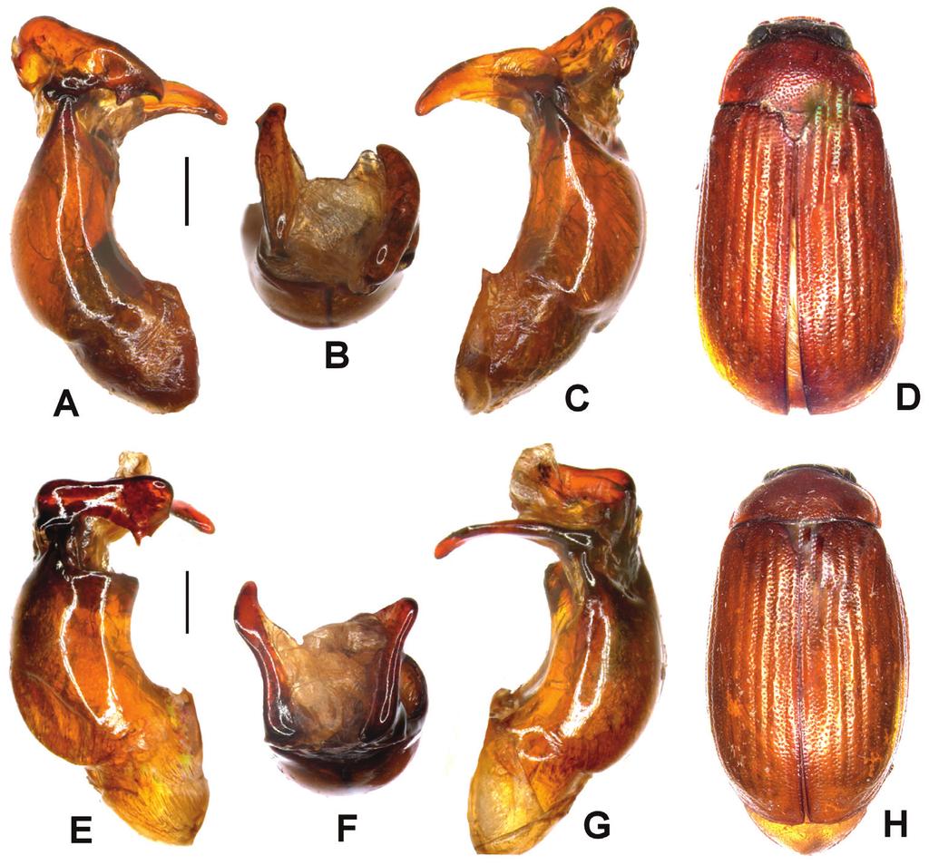 A taxonomic review of the Neoserica (sensu lato) septemlamellata group... 91 Figure 4. A D Neoserica daweishanica Ahrens, Liu & Fabrizi sp. n. (holotype) E H N. jiulongensis Ahrens, Liu & Fabrizi sp.
