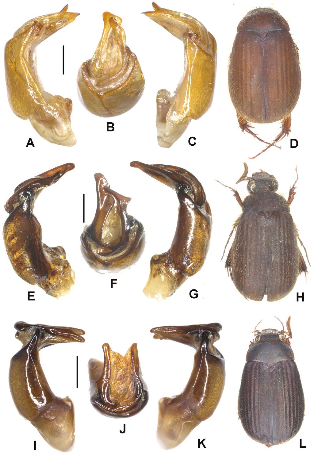 72 Dirk Ahrens et al. / ZooKeys 402: 67 102 (2014) Figure 1. A D Neoserica septemlamellata Brenske (Thailand: Doi Ithanon) E H N. weishanica Ahrens, Liu & Fabrizi sp. n. (holotype) I L N.