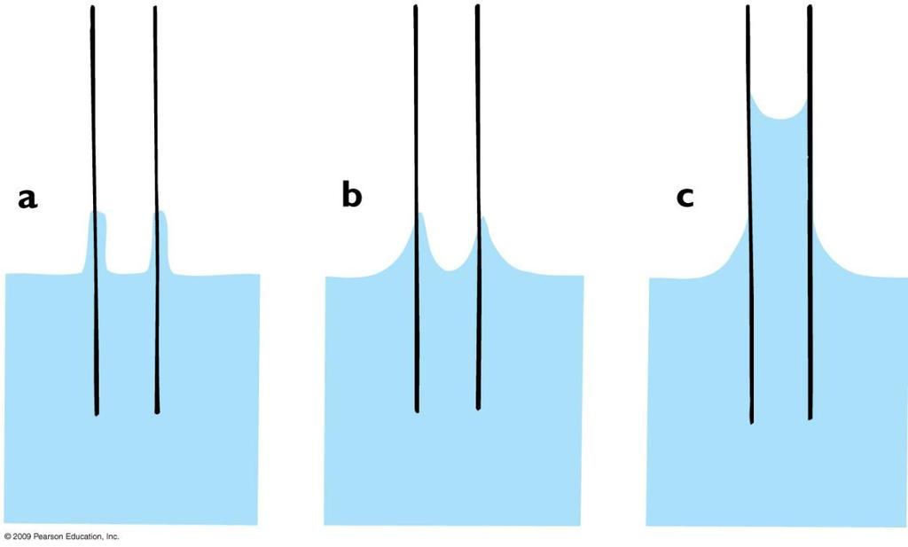 a thin film of water to be drawn up over the inner and outer surfaces of the tube (Figure 13.31a).It causes this film to contract (Figure 13.31b).