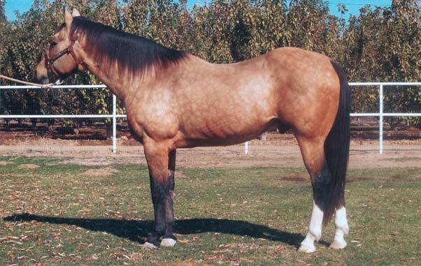 White Lightning Ike, by Driftwood Ike and out of Katy Was A Lady, by K4 Hickory Skip, was the senior sire at Will Gill & Sons for many years.