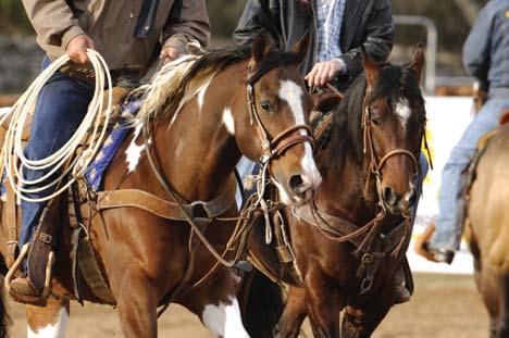 Unlike other performance horses, finished rope horses generally sell well at auction, especially those that are demonstrated several times and available for potential buyers to try.