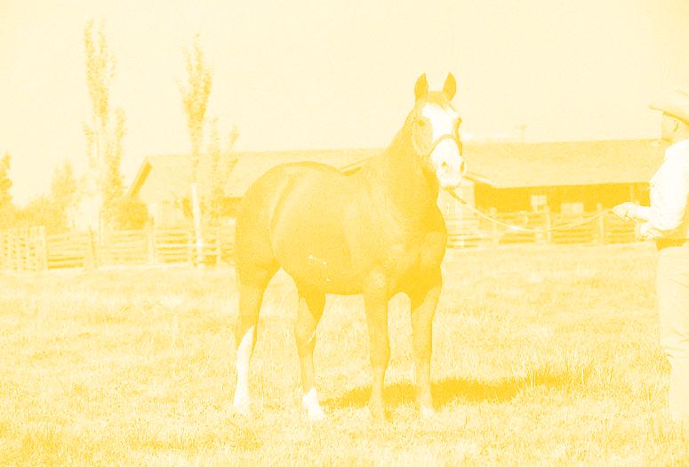 (Top) Pelican, a 1944 son of Joe Hancock Jr. and out of Covella, was the 1947 AQHA World Champion Running Stallion and set track records at both 400 and 440 yards.