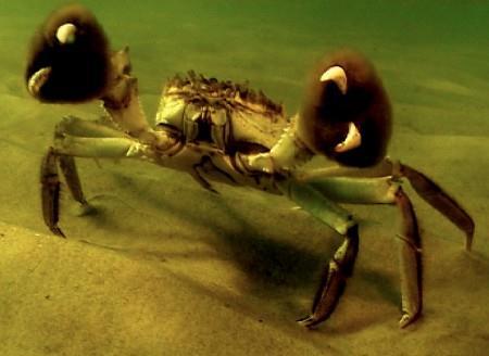 Chinese Mitten Crab (Eriocheir sinensis) Ariel Delos Santos Fall 2014