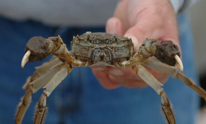 Diagnostic Information Common Names: Chinese Mitten Crab, Moon Crab, the Hand Warmer be no misidentifications with other species (GB Nonnative Species Secretariat).