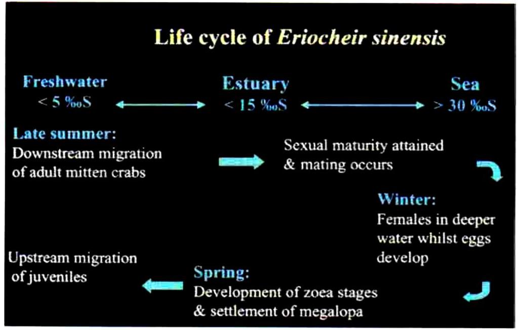 Duration and habitat of the life history stages of the mitten crab Eriocheir sinensis.