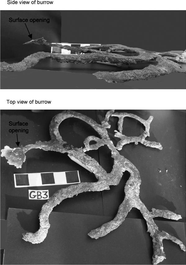 (Figure 7. An outline of burrows in substrates along the river beds relative to the highs and lows of the water table.