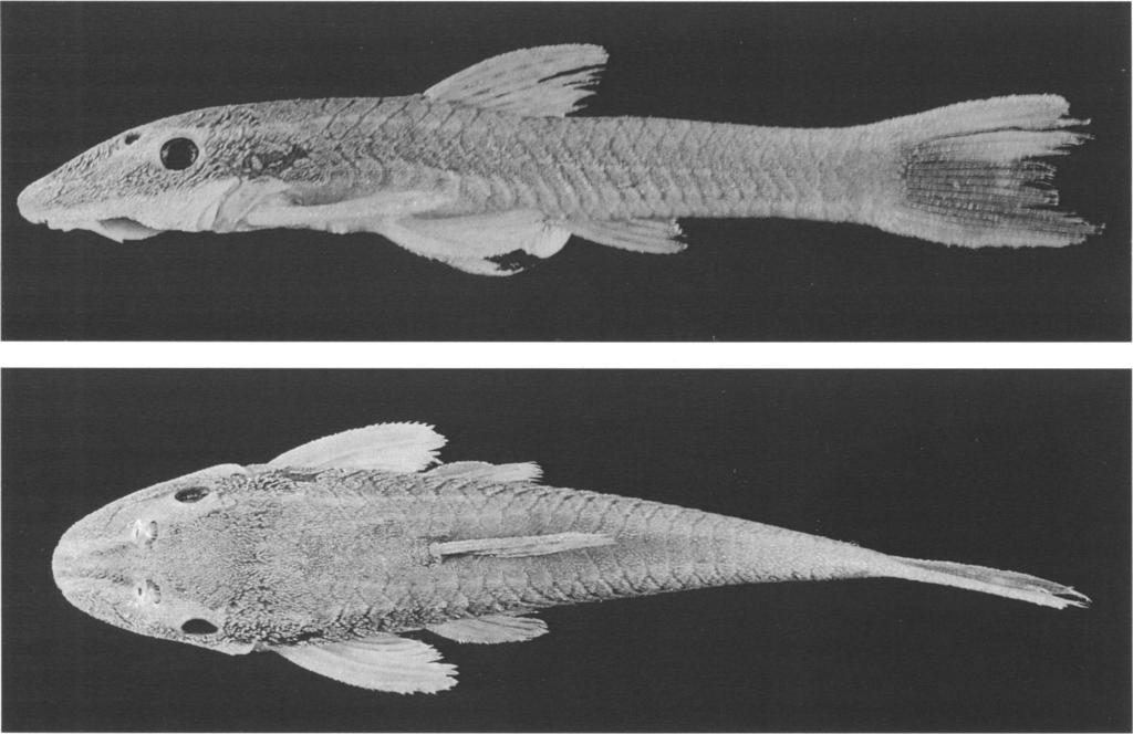 AMERICAN MUSEUM NOVITATES NO. 324 Fig.. Epactionotus itaimbezinho, holotype, MCP 20281, 3.1 mm SL female, Brazil: rio Canoas in Praia Grande, Santa Catarina State.