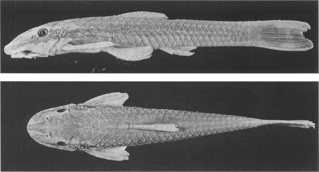 1998 REIS AND SCHAEFER: NEW BRAZILIAN CASCUDINHOS 13 Fig. 6. Epactionotus gracilis, holotype, MCP 20282, 34.2 mm SL female, Brazil: rio Jordao at Jordao Alto, Nova Veneza, Santa Catarina State.