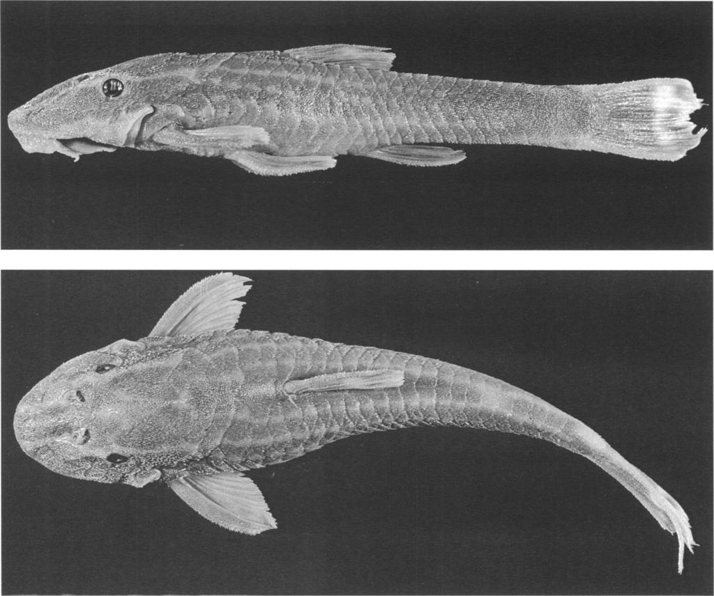 16 AMERICAN MUSEUM NOVITATES NO. 324 Fig. 7. Euricheilichthys limulus, holotype, MCP 20283, 43.6 mm SL female, Brazil: rio Jacui, Passo Fundo, Rio Grande do Sul State.