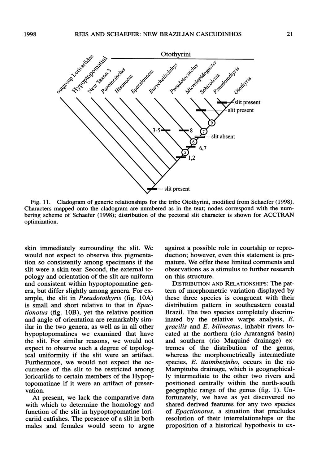 1998 REIS AND SCHAEFER: NEW BRAZILIAN CASCUDINHOS Otothyrini present Fig. 11. Cladogram of generic relationships for the tribe Otothyrini, modified from Schaefer (1998).