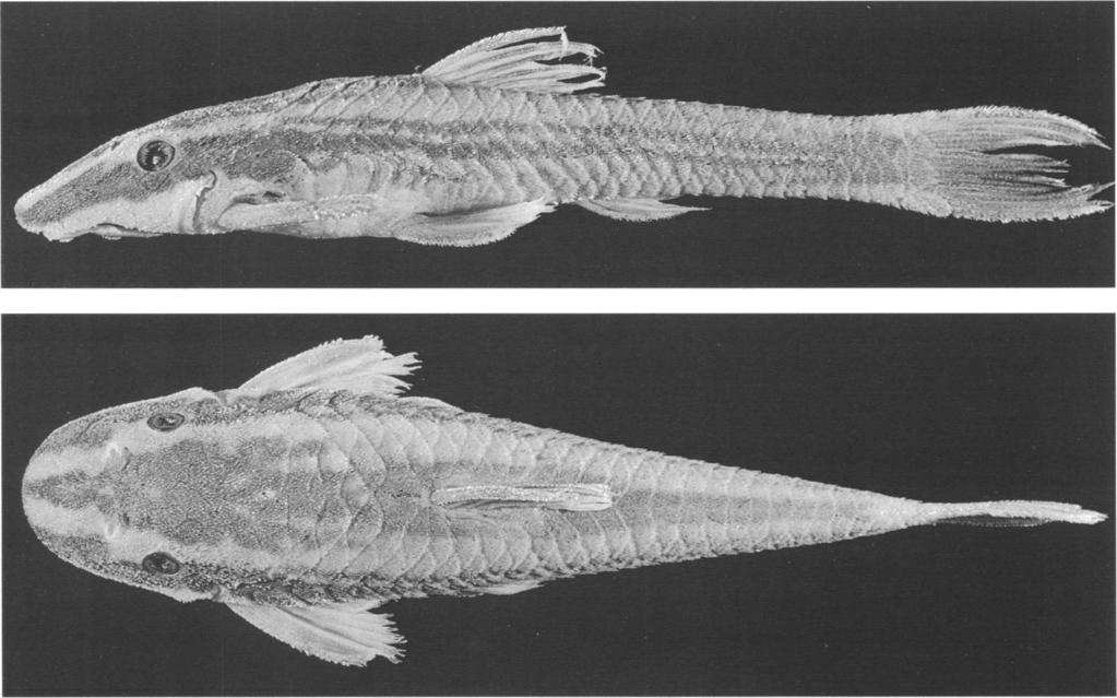 1998 REIS AND SCHAEFER: NEW BRAZILIAN CASCUDINHOS 7 Fig. 3. Epactionotus bilineatus, holotype, MCP 20279, 37.