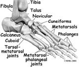 Foot rolls slightly outward (supination) Pronation is a NORMAL foot movement Cavanagh (1990)