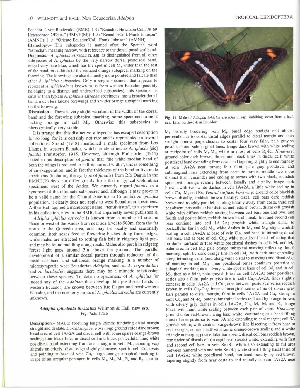 10 WILLMOTT and HALL: New Ecuadorian Adelpha TROPICAL LEPIDOPTERA Ecuador. I. von Buchwald" (BMB); 1?: "Ecuador. Hewitson Coll. 79-69 Heterochroa 2/Ecua." (BMNH(M)); 1 <J: "Ecuador/Coll.