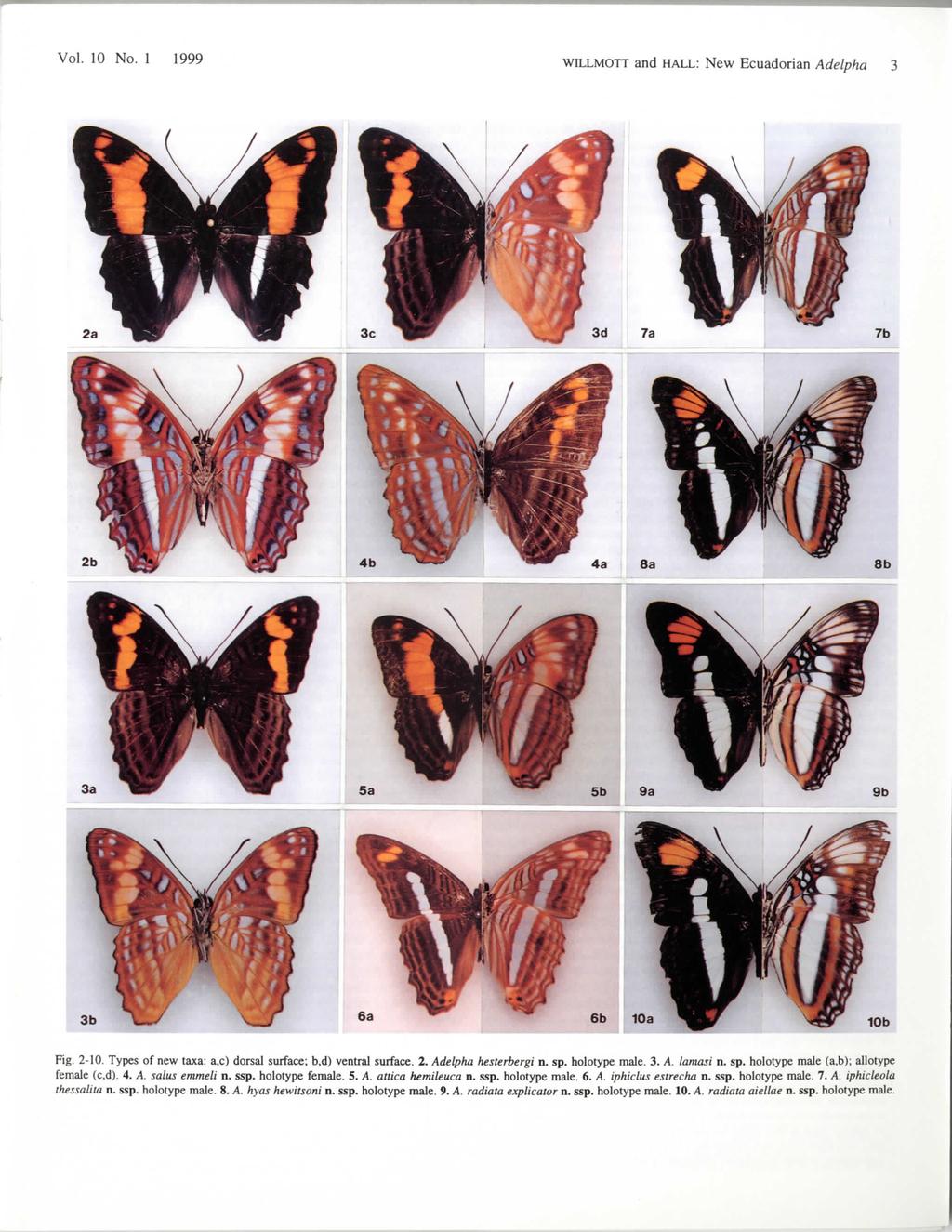 Vol. 10 No. 1 1999 WILLMOTT and HALL: New Ecuadorian Adelpha 3 7b 8b 3b 10b Fig. 2-10. Types of new taxa: a,c) dorsal surface; b,d) ventral surface. 2. Adelpha hesterbergi n. sp. holotype male. 3. A. lamasi n.