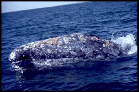 GRAY WHALE (Eschrichtius robustus) Description: The Gray whale has a streamlined body, with a narrow tapered head.