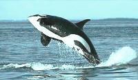 THE ORCA (KILLER WHALE) (Orcinus orca) Description: The orca is a stout, streamlined animal. It has a round head that is tapered, with an indistinct beak and straight mouth-line.
