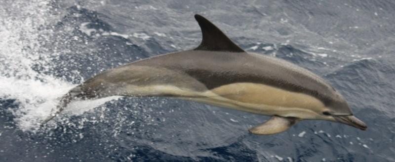 COMMON DOLPHIN (Delphinus delphis) Description: The color patterns are the most elaborate of any cetacean.