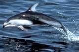 PACIFIC WHITE-SIDED DOLPHIN (Lagenorhynchus obliquidens) Description: The Pacific white-sided dolphin has a short, rounded, thick beak containing 23 to 32 small, rounded slightly curved teeth in each