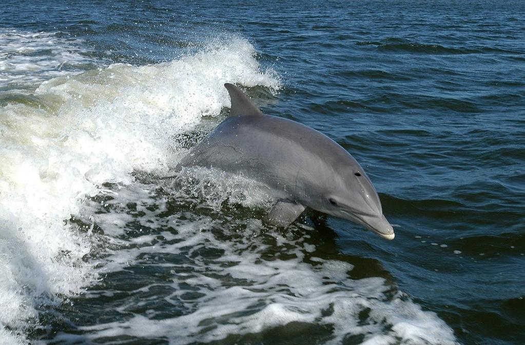 BOTTLENOSE DOLPHIN (Tursiops truncatus) Description: This is a relatively robust dolphin with a short and stubby beak hence the name bottlenose.