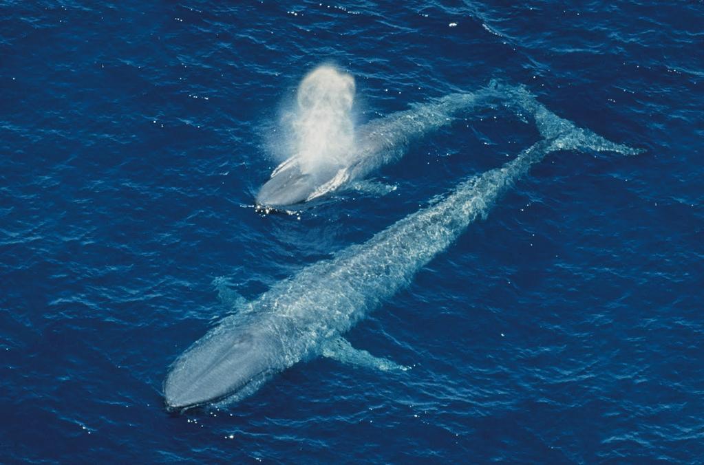 THE BLUE WHALE (Balaenoptera musculus) Description: Blue whales are long and streamlined.