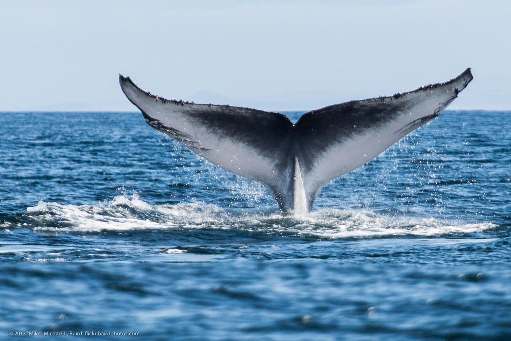 They have 55-68 throat grooves that extend from the throat to the navel. Blue whale baleen is black with over 800 plates. Color: Blue whales are an overall blue-gray color, mottled with light gray.