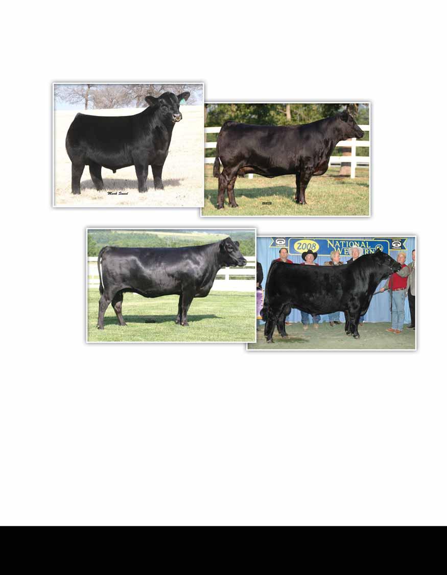 Prominent Lim-Flex Genetics Reference dam, WLR RENDEZOUS 050R Reference sire, LIMESTONE DARKHORSE U322 Reference dam, LEWIS SELENA 216S SIX Embryos Lot 8 Double Polled Double Black 50% Lim-Flex BC